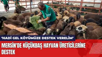 Mersin'de küçükbaş hayvan üreticilerine destek