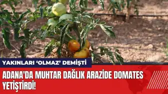 Adana'da muhtar dağlık arazide domates yetiştirdi!