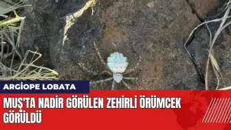 Muş'ta nadir görülen zehirli örümcek görüldü! Zehri ne kadar güçlü?