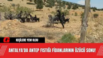 Antalya'da Antep Fıstığı Fidanlarının Üzücü Sonu! Keçilere Yem Oldu