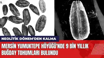 Mersin Yumuktepe Höyüğü'nde 9 bin yıllık buğday tohumları bulundu