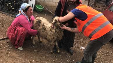 Büyükşehir veterinerleri Gaziantep’te