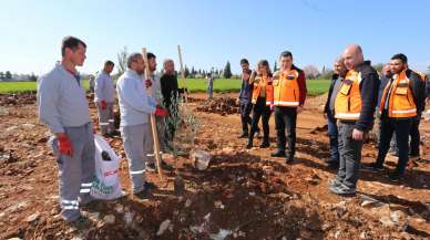 “Zeytin gelecek demek”