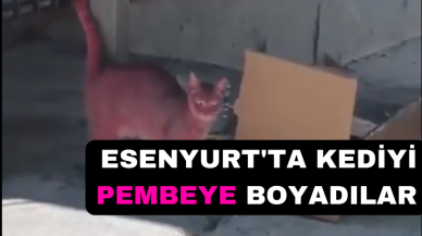 ESENYURT'TA KEDİYİ PEMBEYE BOYADILAR