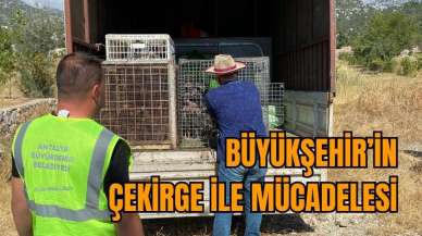 Büyükşehir’in çekirge ile mücadelesi