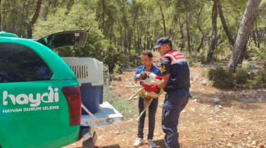 Antalya jandarmasından yaralı köpeğe yardım eli