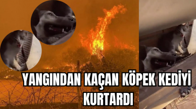 Çanakkale yangınından kaçan köpek kediyi kurtardı