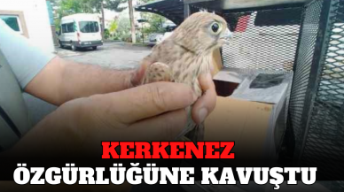 KERKENEZ ÖZGÜRLÜĞE KANAT ÇIRPTI