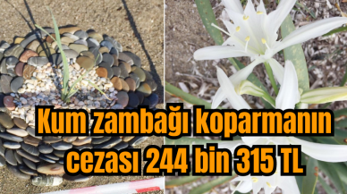 Kum zambağı koparmanın cezası 244 bin 315 TL