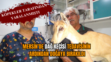 Mersin'de dağ keçisi tedavisinin ardından doğaya bırakıldı