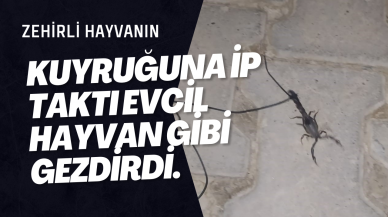 Kuyruğuna ip taktı evcil hayvan gibi gezdirdi