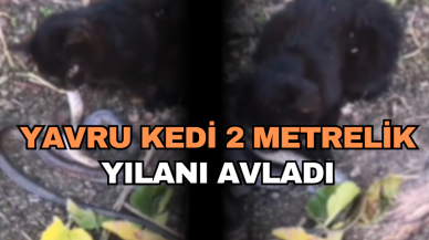 YAVRU KEDİ 2 METRELİK YILANI AVLADI