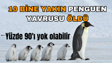 Antarktika’da 10 bin penguen yavrusu öldü