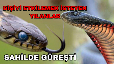 DİŞİYİ ETKİLEMEK İÇİN YILANLAR GÜREŞTİ