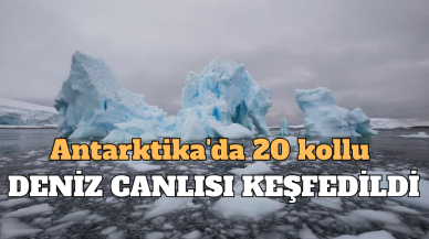 ANTARKTİKA'DA 20 KOLLU BİR CANLI KEŞFEDİLDİ