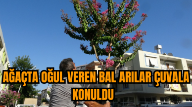 Ağaçta oğul veren bal arıları, çuvala konuldu  