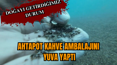 Ahtapot kahve ambalajını yuva yaptı