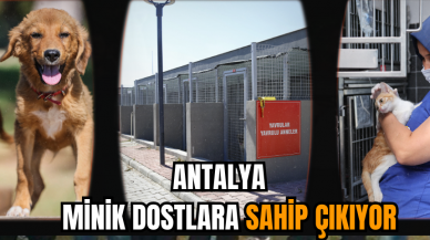 Antalya minik dostlara sahip çıkıyor