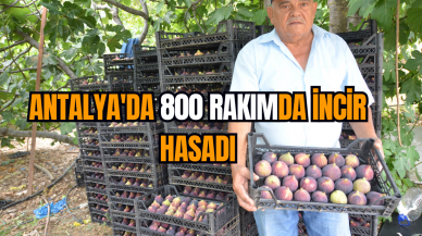 Antalya'da 800 rakımda incir hasadı