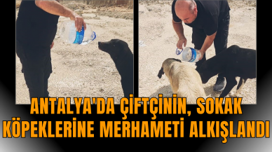 Antalya'da çiftçinin, sokak köpeklerine merhameti alkışlandı