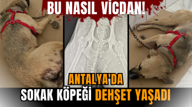 Bu nasıl vicdan! Antalya'da sokak köpeği dehşet yaşadı