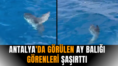 Antalya'da görülen ay balığı görenleri şaşırttı