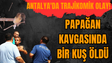 Antalya'da trajikomik olay! Papağan kavgasında bir kuş öldü