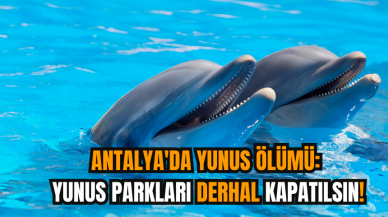 Antalya'da yunus ölümü: Yunus parkları derhal kapatılsın!