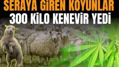 Seraya giren küçükbaşlar 300 kilo kenevir yedi