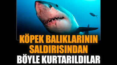 Köpek balıklarının saldırısından böyle kurtarıldılar