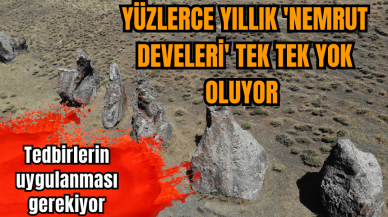 Yüzlerce yıllık 'Nemrut Develeri' tek tek yok oluyor 