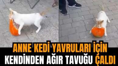 Anne kedi yavruları için bütün tavuk çaldı