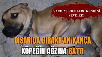 Dışarıda bırakılan kanca köpeğin ağzına saplandı