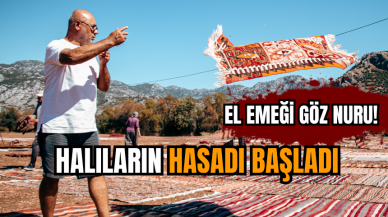 El emeği göz nuru! Halıların hasadı başladı