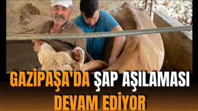 Gazipaşa'da Şap Aşılaması Devam Ediyor