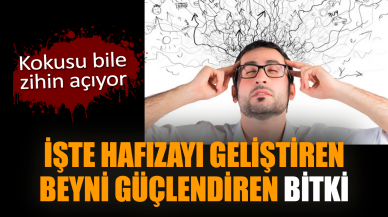 İşte hafızayı geliştiren, beyni güçlendiren o bitki