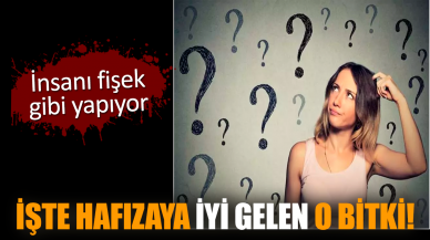 İşte hafızaya iyi gelen o bitki! İnsanı fişek gibi yapıyor