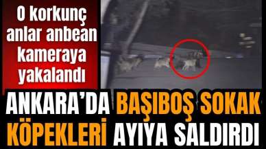 Ankara'da başıboş köpekler ayıya saldırdı!