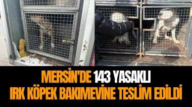 Mersin'de 143 yasaklı ırk köpek bakımevine teslim edildi