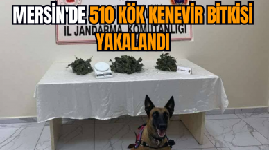 Mersin'de 510 kök kenevir bitkisi yakalandı