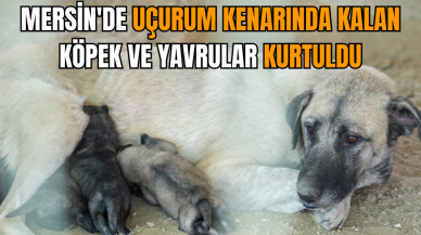 Mersin'de uçurum kenarında kalan köpek ve yavrular kurtuldu