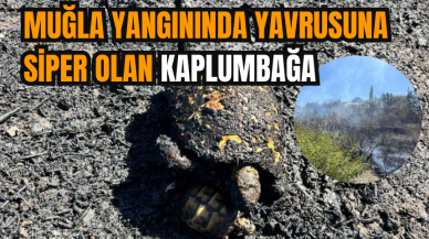 Muğla yangınında yavrusuna siper olan kaplumbağa