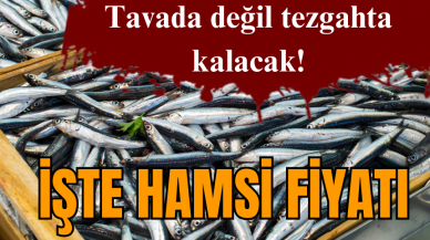 Tavada değil tezgahda kalacak! İşte hamsi fiyatı