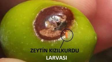 Antalya'da çıkan zeytin kızılkurduna dikkat 