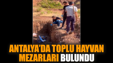 Antalya’da toplu hayvan mezarları bulundu