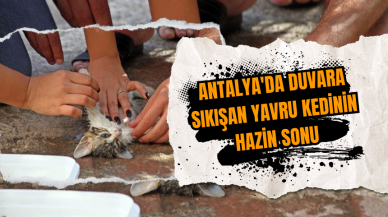 Antalya'da duvara sıkışan yavru kedinin hazin sonu