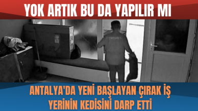 Antalya'da yeni başlayan çırak iş yerinin kedisini darp etti