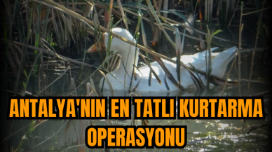 Antalya'nın en tatlı kurtarma operasyonu