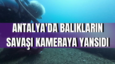 Antalya'da balıkların savaşı kameraya yansıdı