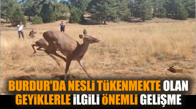 Burdur'da nesli tükenmekte olan geyiklerle ilgili gelişme